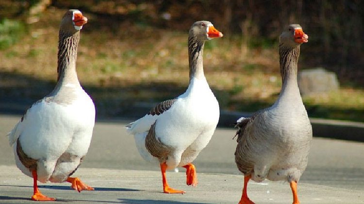 Orduda kaz alarmı! “Uzak durun”